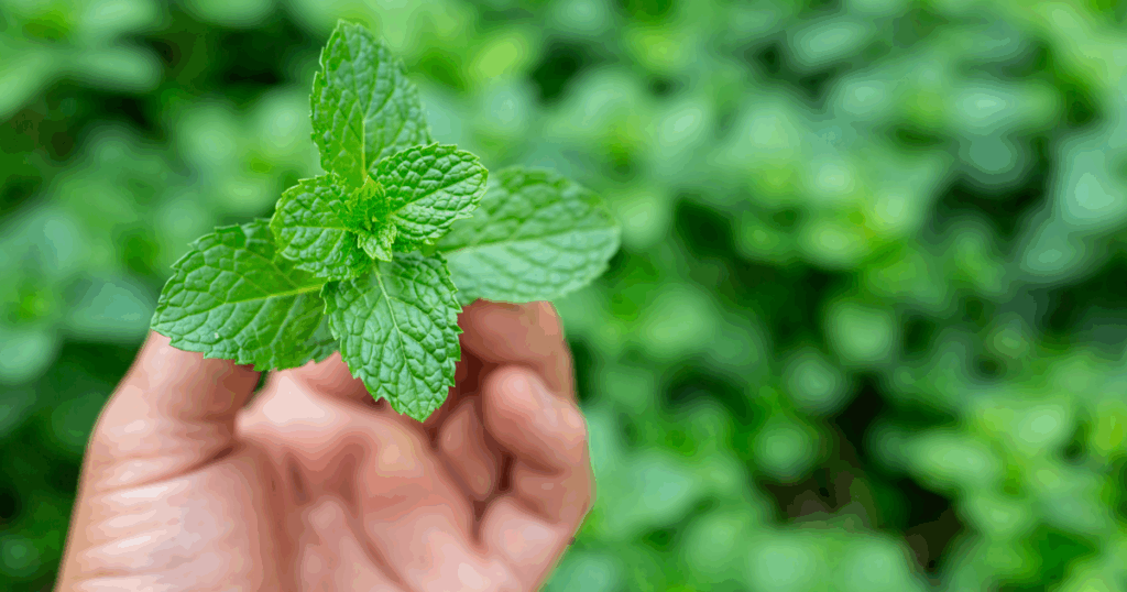 Menta - mojito koktél recept
